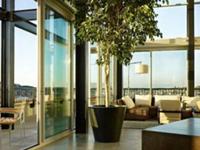 办公室不同职位的旺运植物