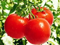 教金牛座MM边吃边瘦