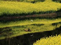 山水清澈2015年6月生肖鼠运程