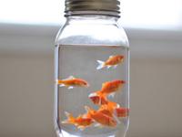 双鱼座衰老的表现