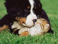 超灵验开运大师生肖周运(5.28-6.3)