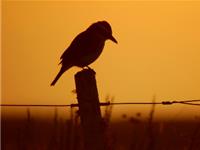 玛丽亚2015年6月摩羯座运势