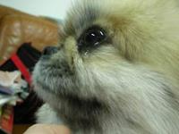 都说狗哭叫丧，说一说狗哭有多邪门