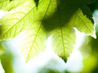 6.22一周生肖走向点评