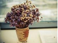 紫薇斗数详解命中桃花