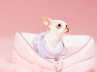 情定七夕：巨蟹座会收到什么礼物