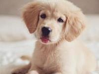 不同生肖最适合养的宠物