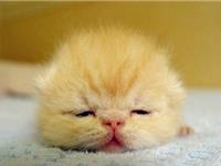 12星座找不到人玩的时候