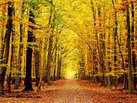 金秋十月，双子座会收获什么