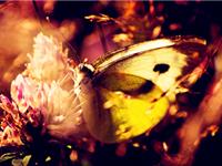 一场旅游带你看清狮子座