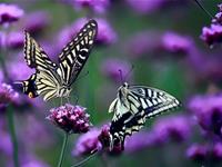 一场旅游带你看清双鱼座