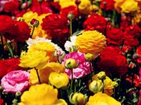 Tracy Lee一周塔罗运势（10.26-11.1）