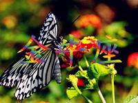 金牛男对爱情的选择方式