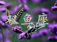 双鱼男对爱情的选择方式