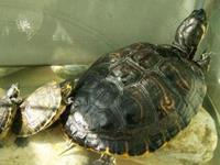 如何养风水龟才是正确的