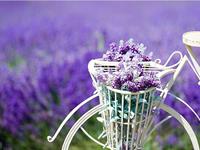 塔罗牌占卜你的旅行收获