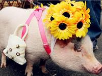 你是老板心中的猪头吗？