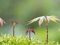 11月26日十二生肖运势排名