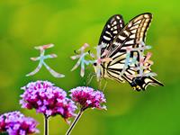 神马影响了天秤座魅力值