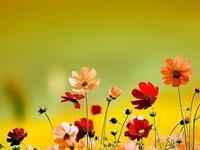 占卜你是一个正直的人吗？