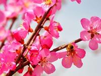 测你16年会迎来几多桃花？