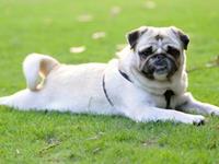 从小黄人测出宠物的想法