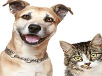 看看你的旺财宠物