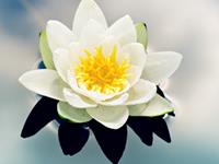 这些生肖天生没好命