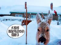 哪些生肖天生“傻狍子”