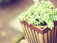 Julia Chen 2016年3月狮子座运势