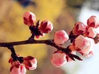 从生肖看你4月的爱情运