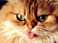 猫因何故缺席12生肖