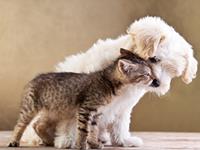 事事为他人着想的3大星座