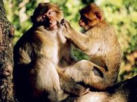 12生肖撒过最真实的谎—猴