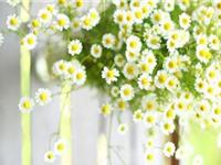 春天谁为你的生活带来惊喜