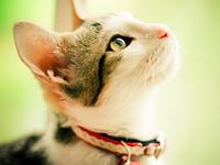 人生起伏不定的4大生肖