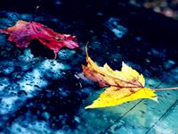 遇到困难一拖再拖的生肖