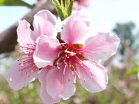 揭秘十二星座五月桃花指数