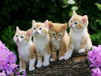 从猫咪看主人的特质