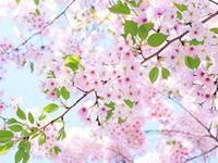 塔罗占卜Ta为啥会选择你