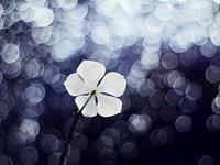 占卜你不爱了会感到惋惜吗