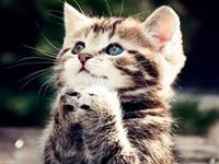 塔罗牌占卜你最近的吸金能力