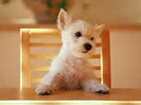 这些星座都是宠物痴汉