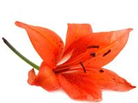 揭秘AB型血君代表的颜色