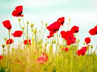 占卜你是个罂粟型情人吗