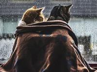 测你像哪种动物