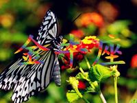 当金牛座爱上了你