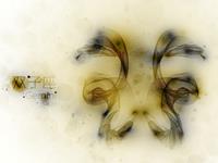 双子座是阴险狡诈的人吗