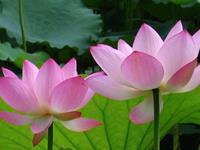 你能生如夏花般灿烂吗