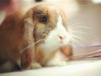 最容易被欺骗的生肖君